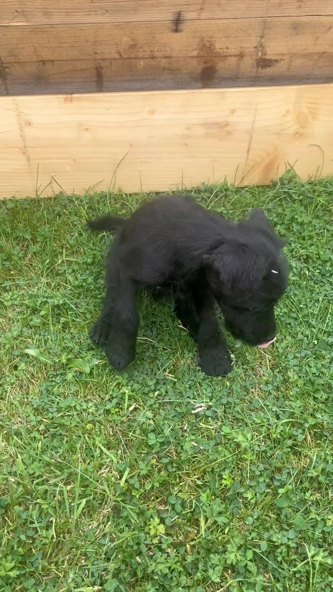 Mixed Breed dogs for sale: 3/4 welsh terrier 1/4cocker spaniel puppys - Video 1