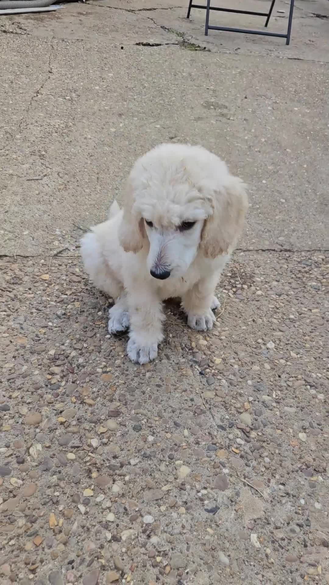 Standard Poodle dogs for sale: 💙Ready Now💙KC Registered Standard Poodle Boys 💙 - Video 4