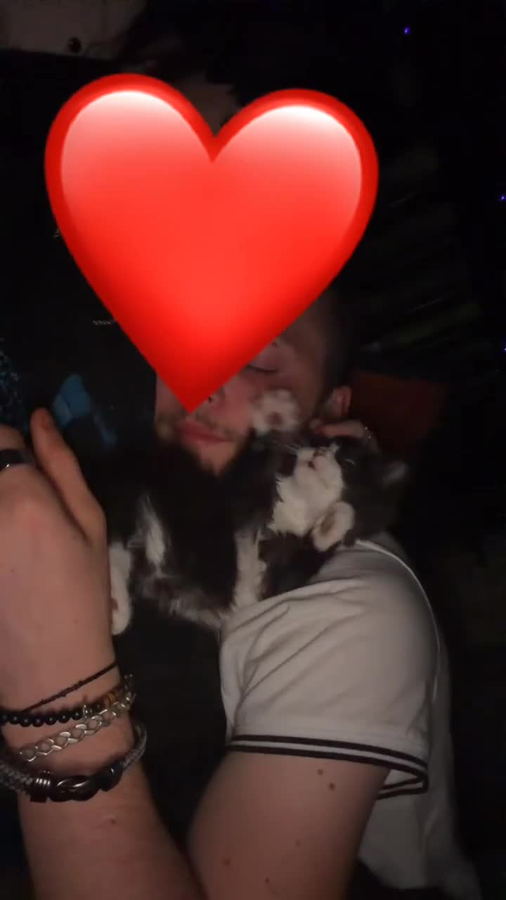 Mixed Breed cats for sale: 2 beautiful affectionate kittens ready to love u❣️ - Video 2