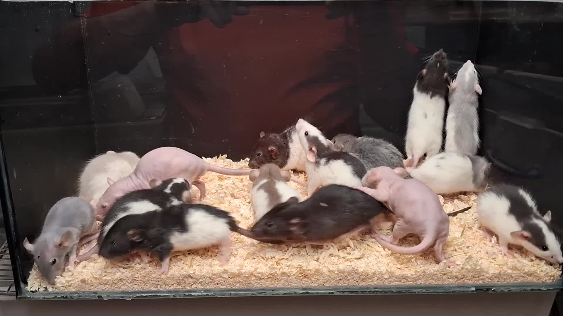 Rat rodents for sale: Baby Dumbo Rats - Video 1