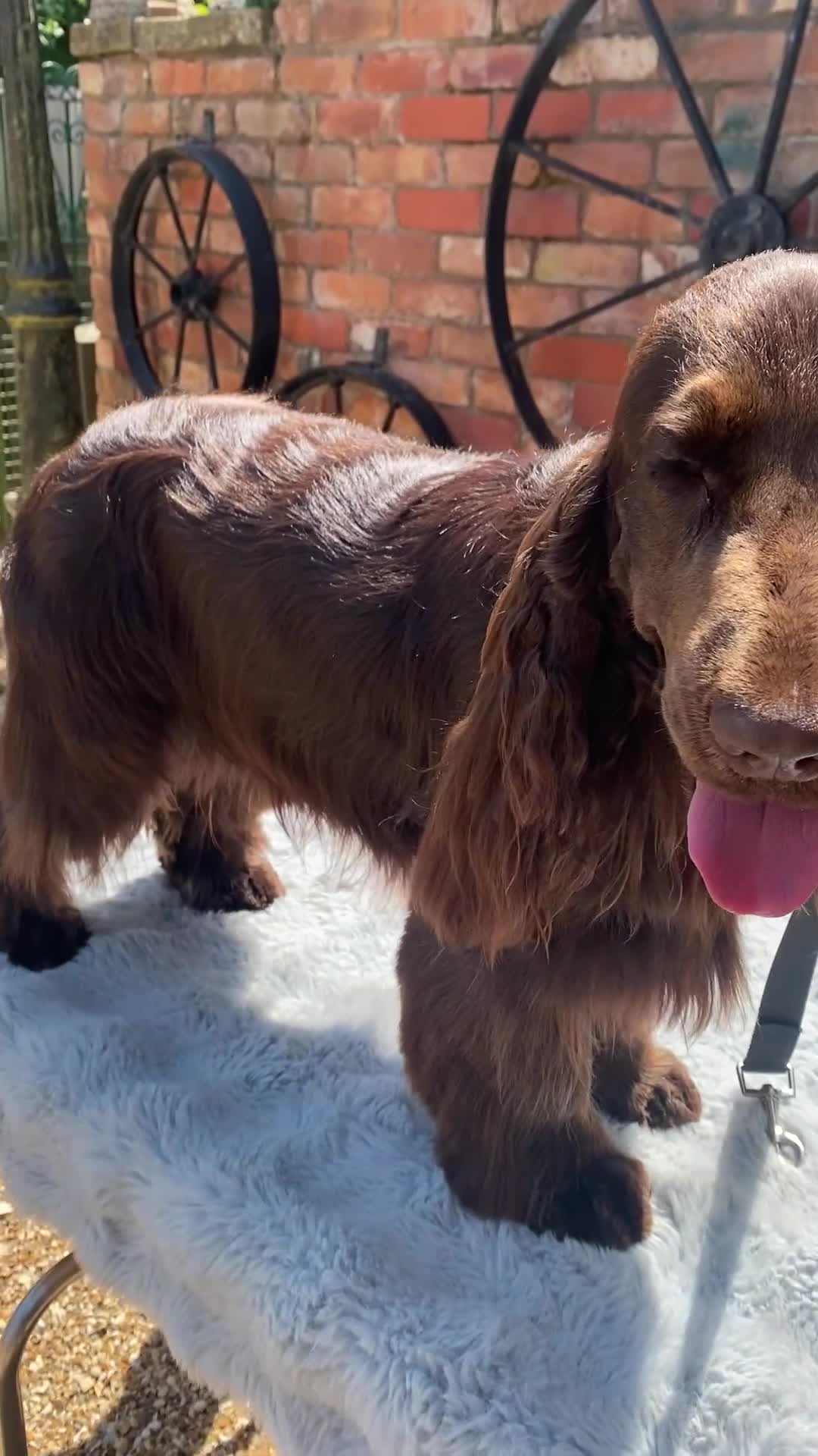 Cocker Spaniel dogs for stud: TRUE TO TYPE- Solid Chocolate Show Cocker Stud in Holywell - Video 2