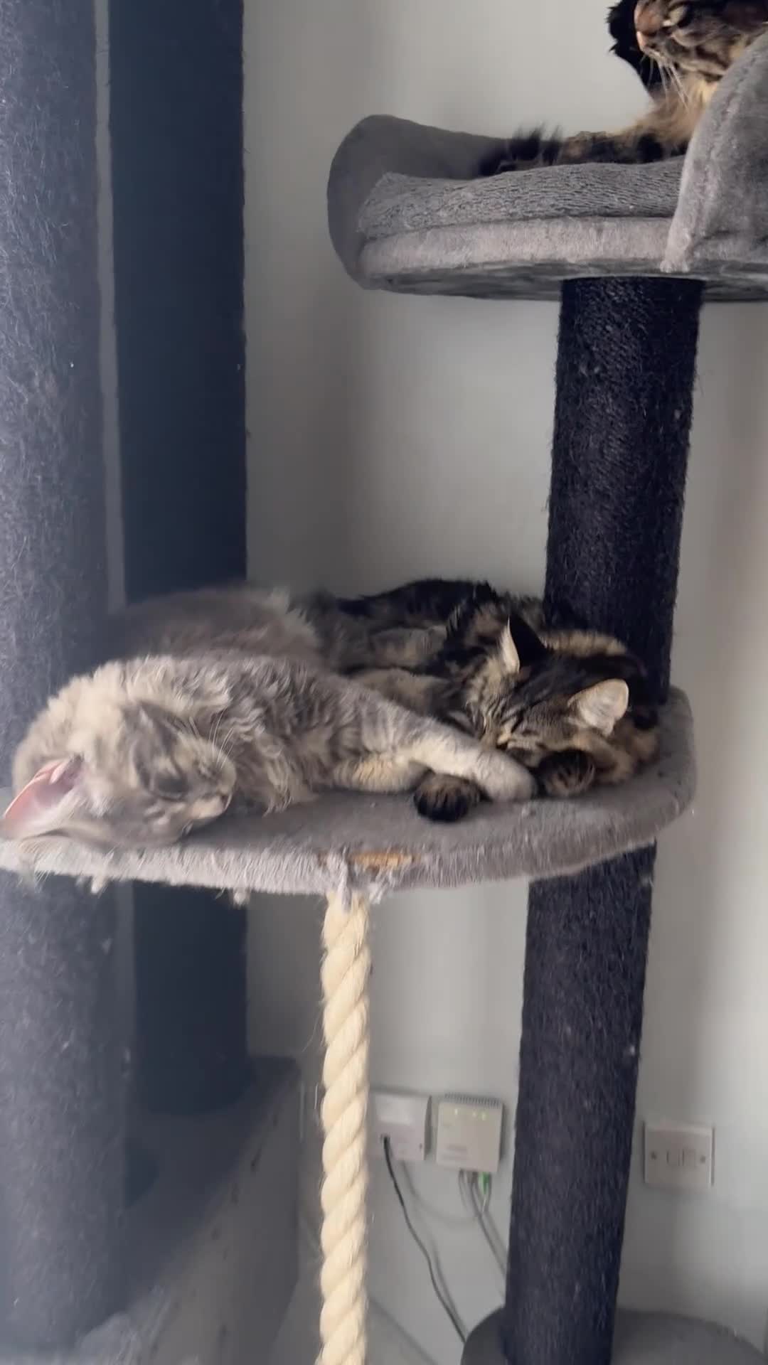 Maine Coon cats for sale: Maine Coon Kittens 🖤 Aberdeen, Scotland  - Video 1
