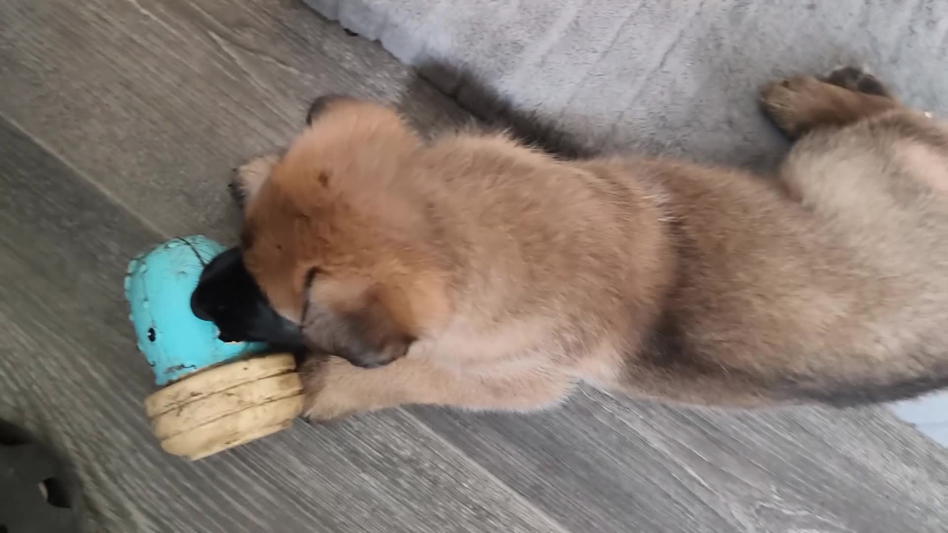 Belgian Shepherd Dog dogs for sale: Belgian Malinois Puppies – Family Raised in Ilkeston - Video 3