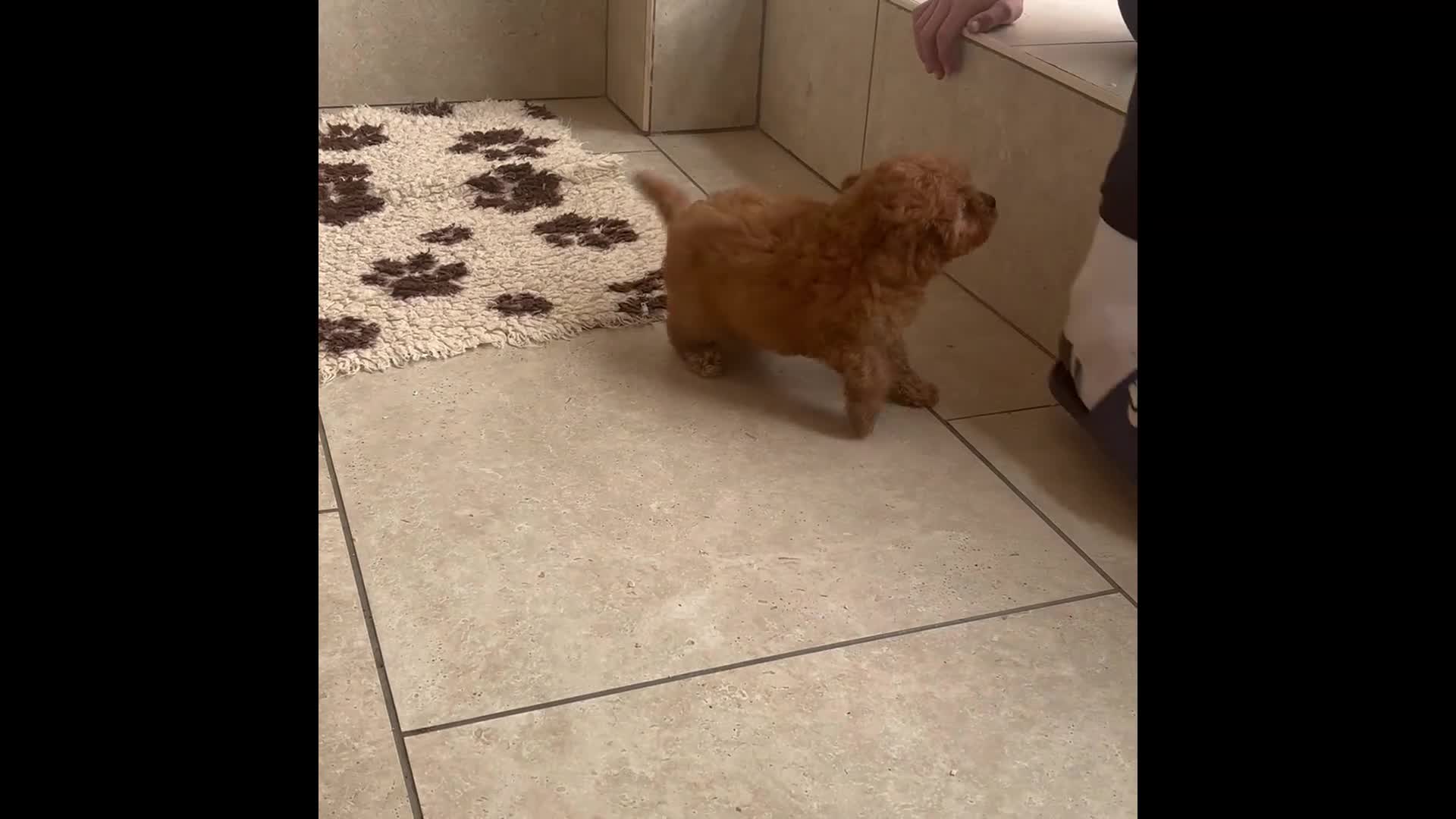 Cavapoochon dogs for sale: Cavapoochon boy 💙 - Video 1
