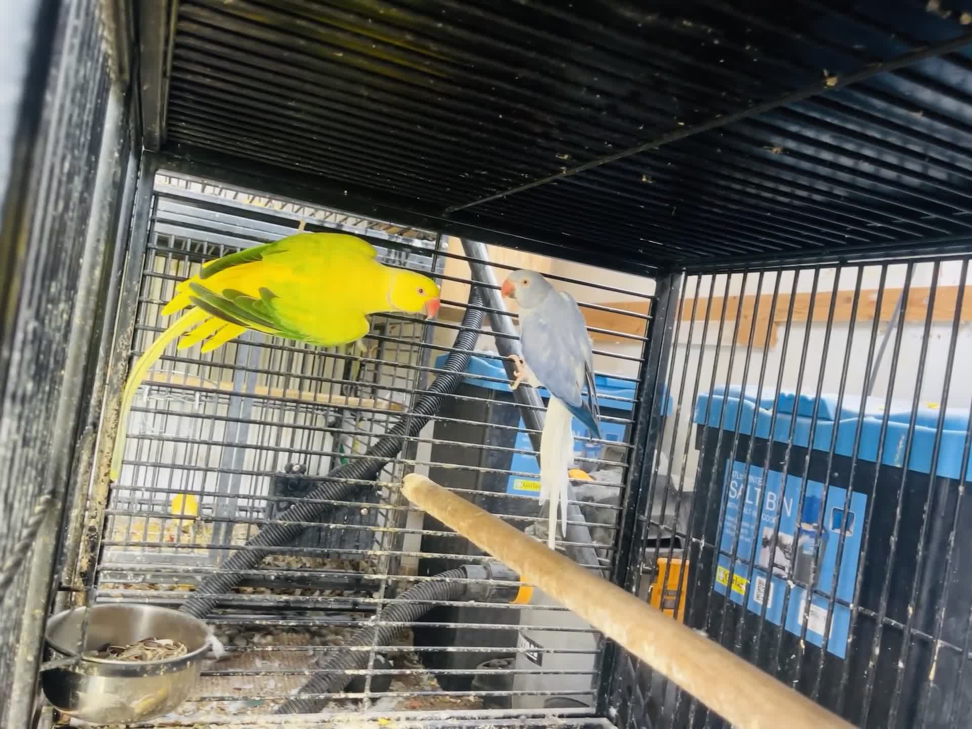 Parakeets birds for sale: Indian Ringneck parrot  - Video 3