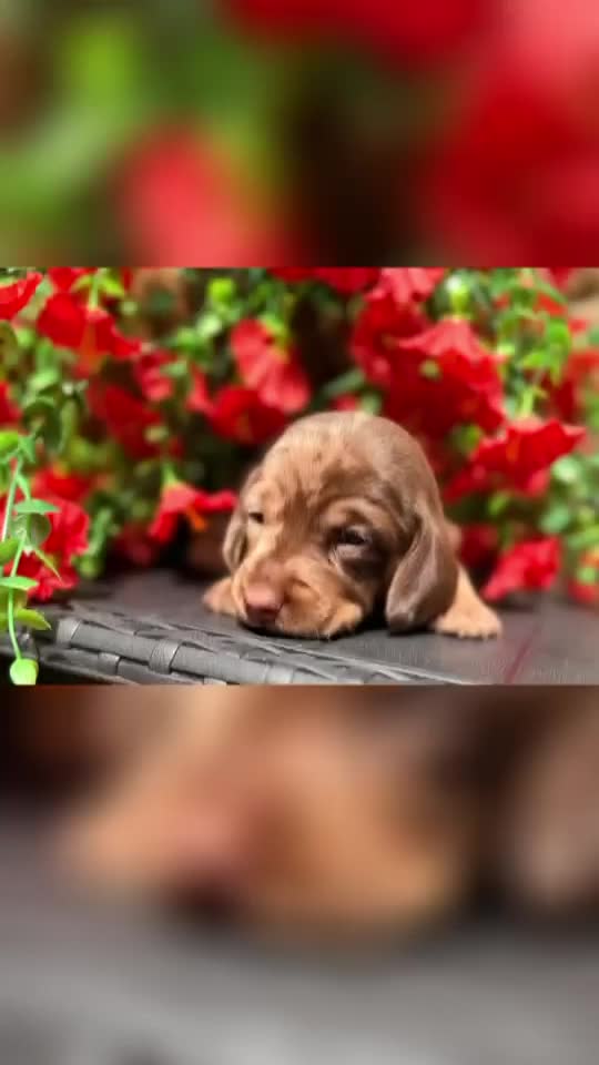 Miniature Dachshund dogs for sale: Long haired miniature dachshund  - Video 1