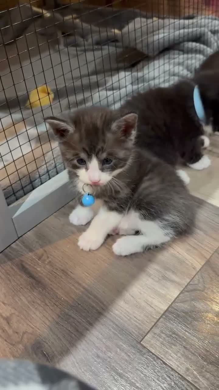 Maine Coon cats for sale: mainecoon kittens  - Video 1