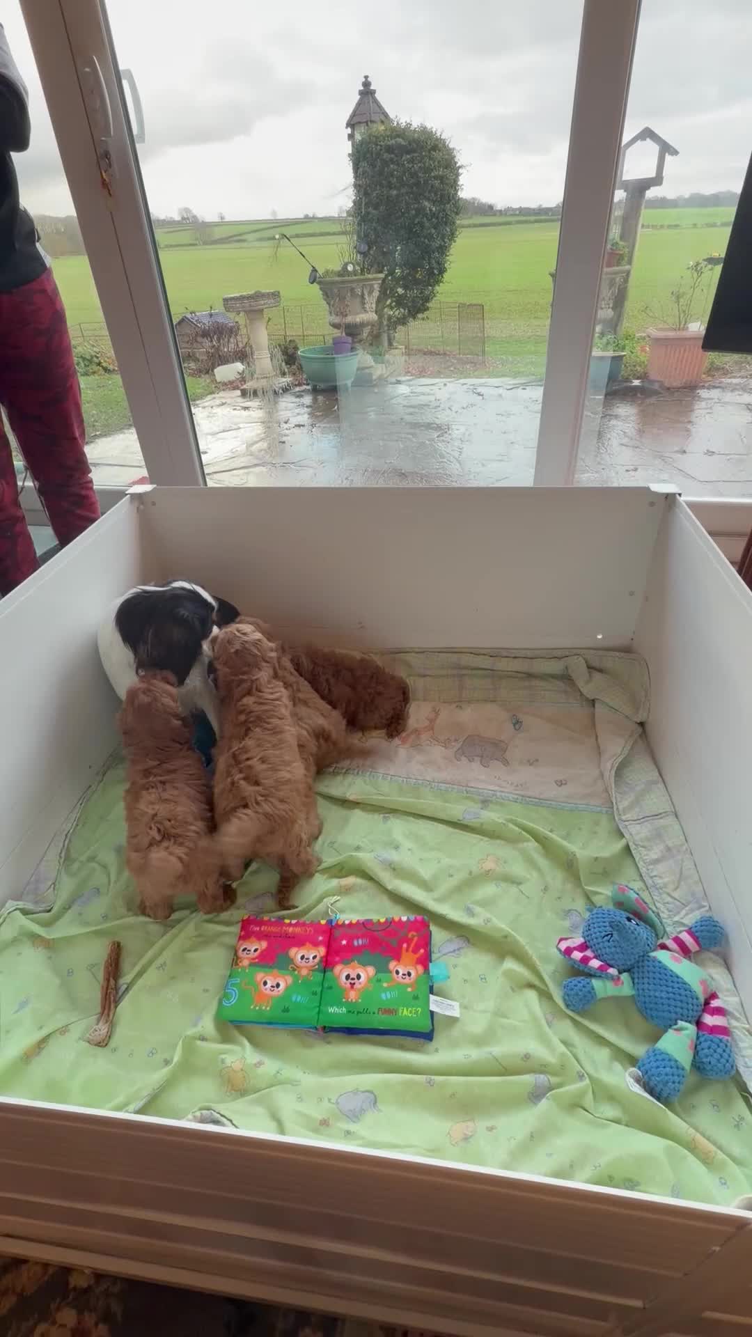 Cavapoo dogs for sale: Stunning fox red Cavapoo puppies - Video 1