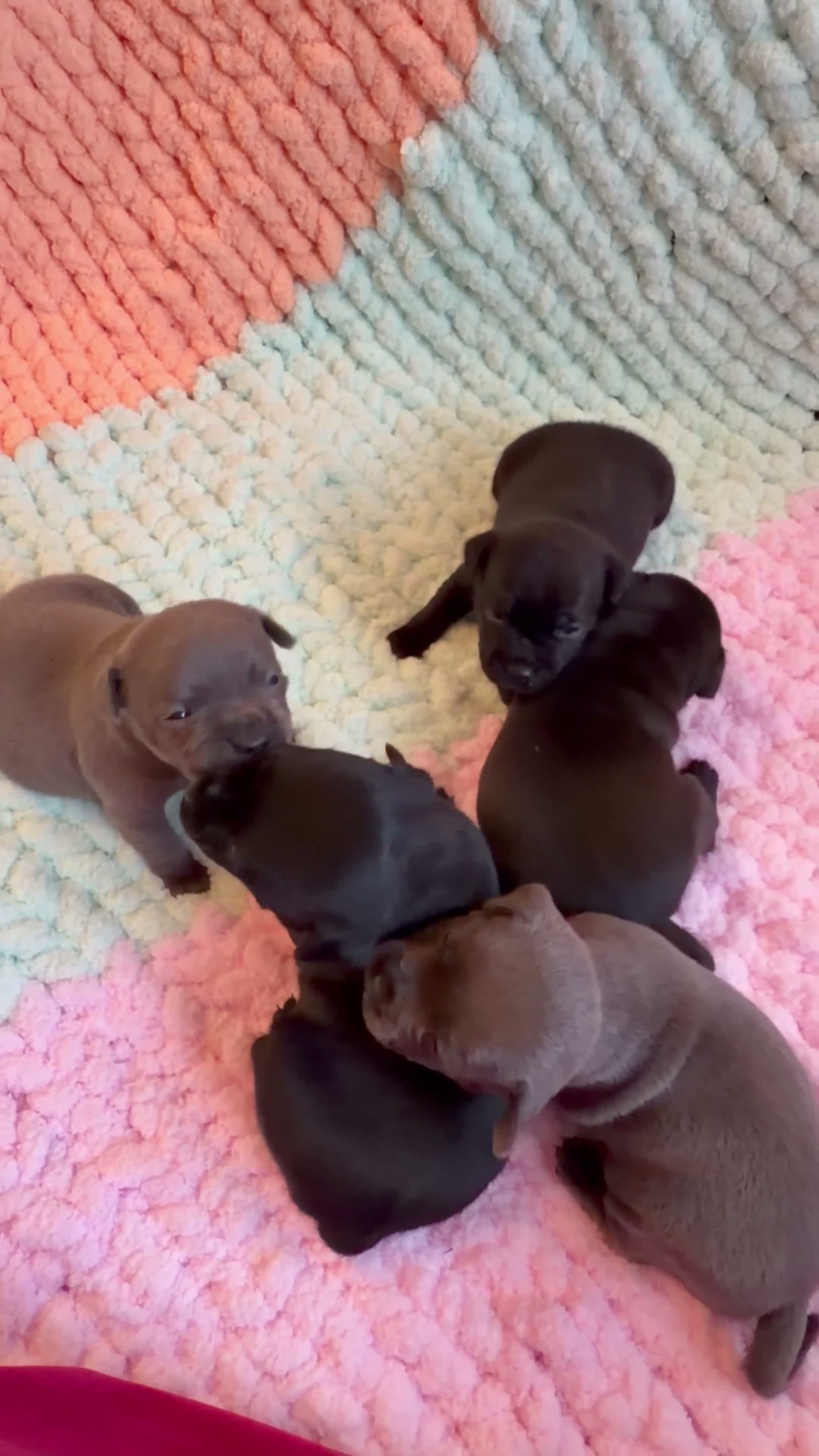 Staffordshire Bull Terrier dogs for sale: 🐾💙🖤 5STUNNING KCREGISTERED STAFFYPUPPIES 🖤💙🐾 - Video 1