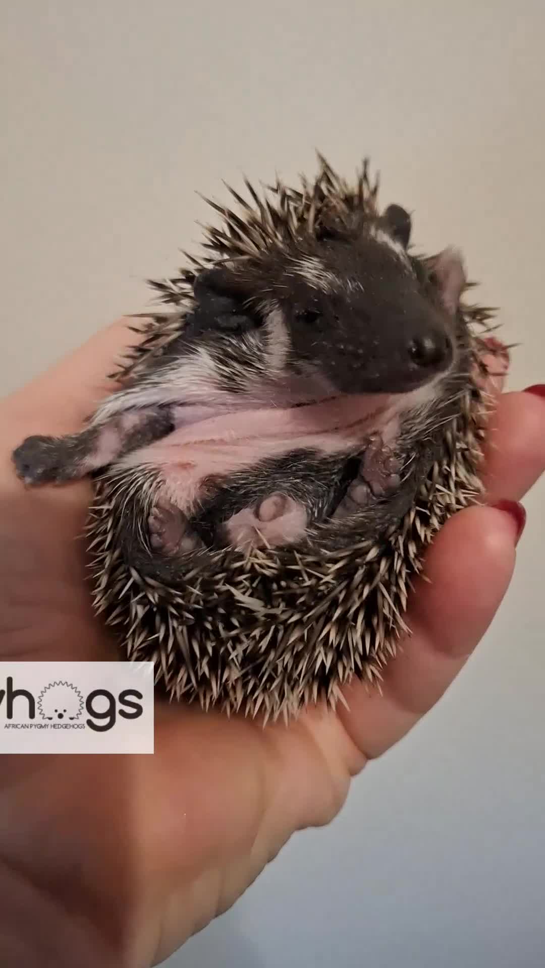 Pygmy Hedgehog rodents for sale: Handsome Male African pygmy hedgehogs  - Video 2