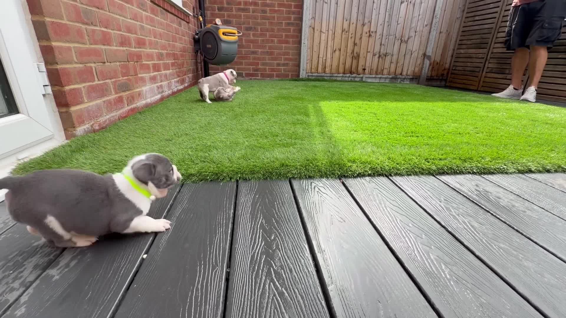 Mixed Breed dogs for sale: English Bulldog X French Bulldog Hybrids - Video 1