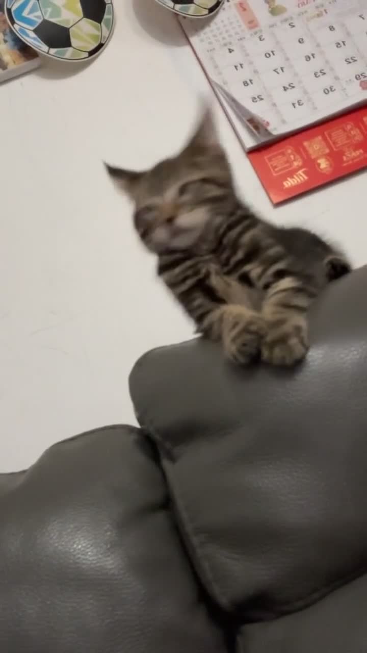 Mixed Breed cats for sale: Mix breed kittens - Video 1