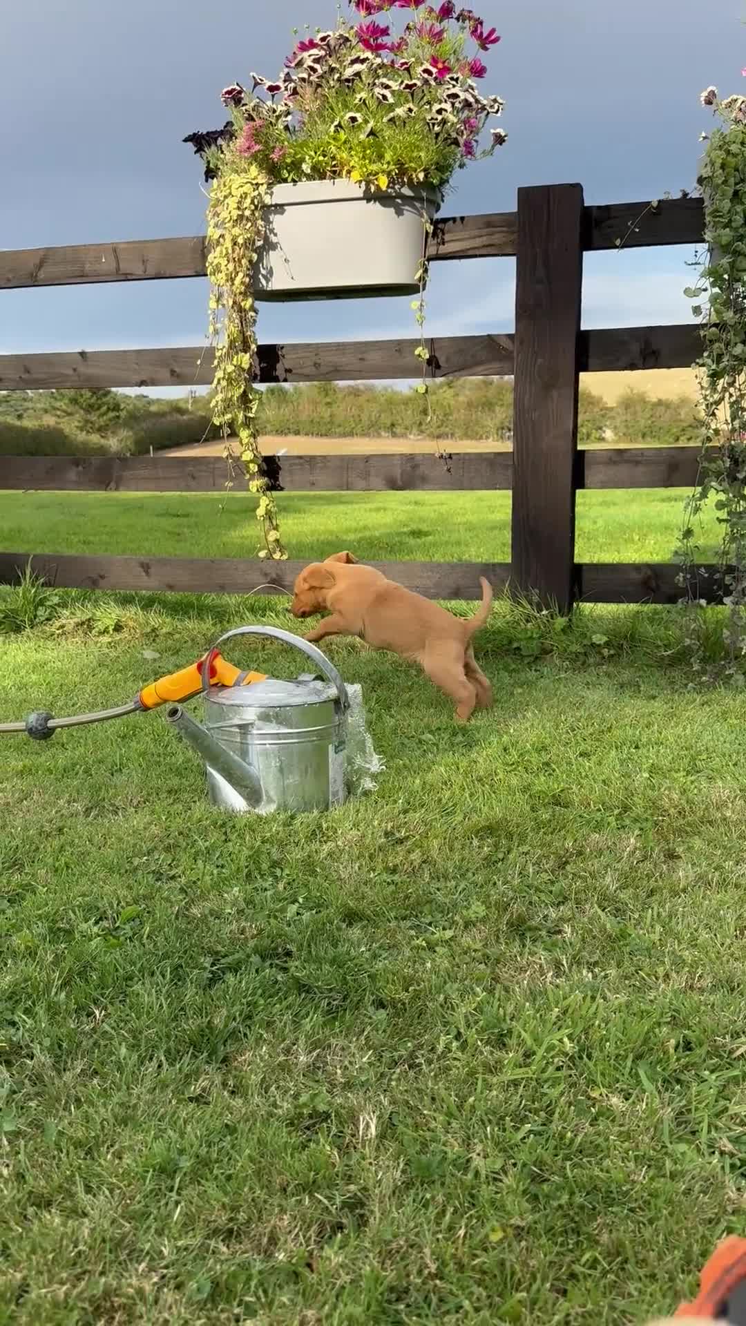 Labrador Retriever dogs for sale: Beautiful red Labrador puppies - Video 1