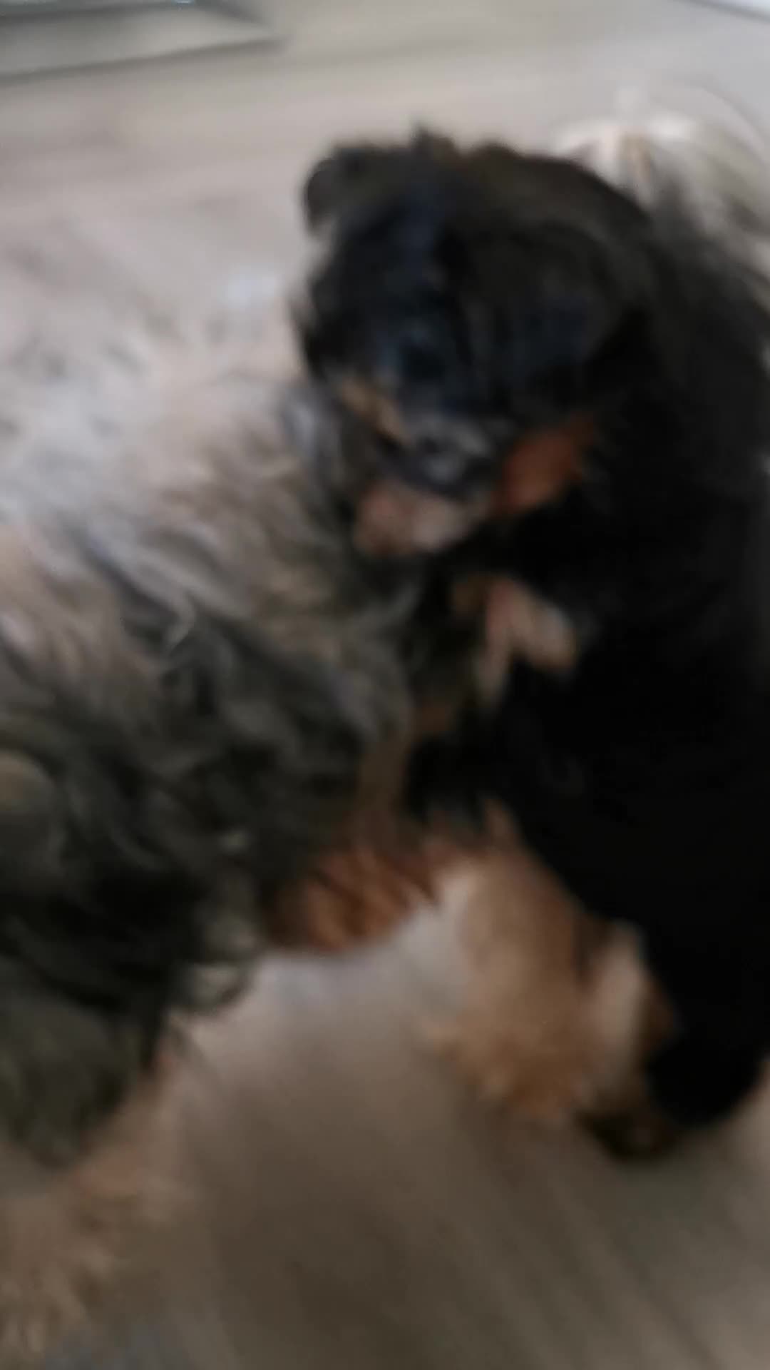 Yorkshire Terrier dogs for sale: for sale  - Video 1