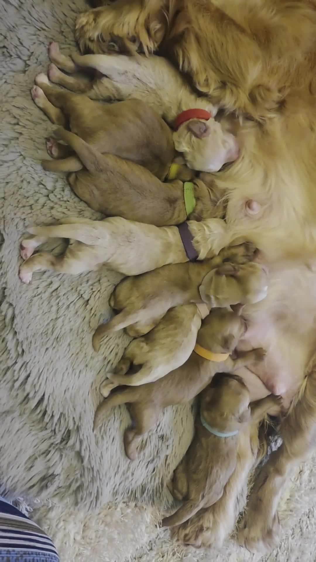 Cockapoo dogs for sale: Gorgeous F1 Cockapoo puppies  in Mansfield - Video 1