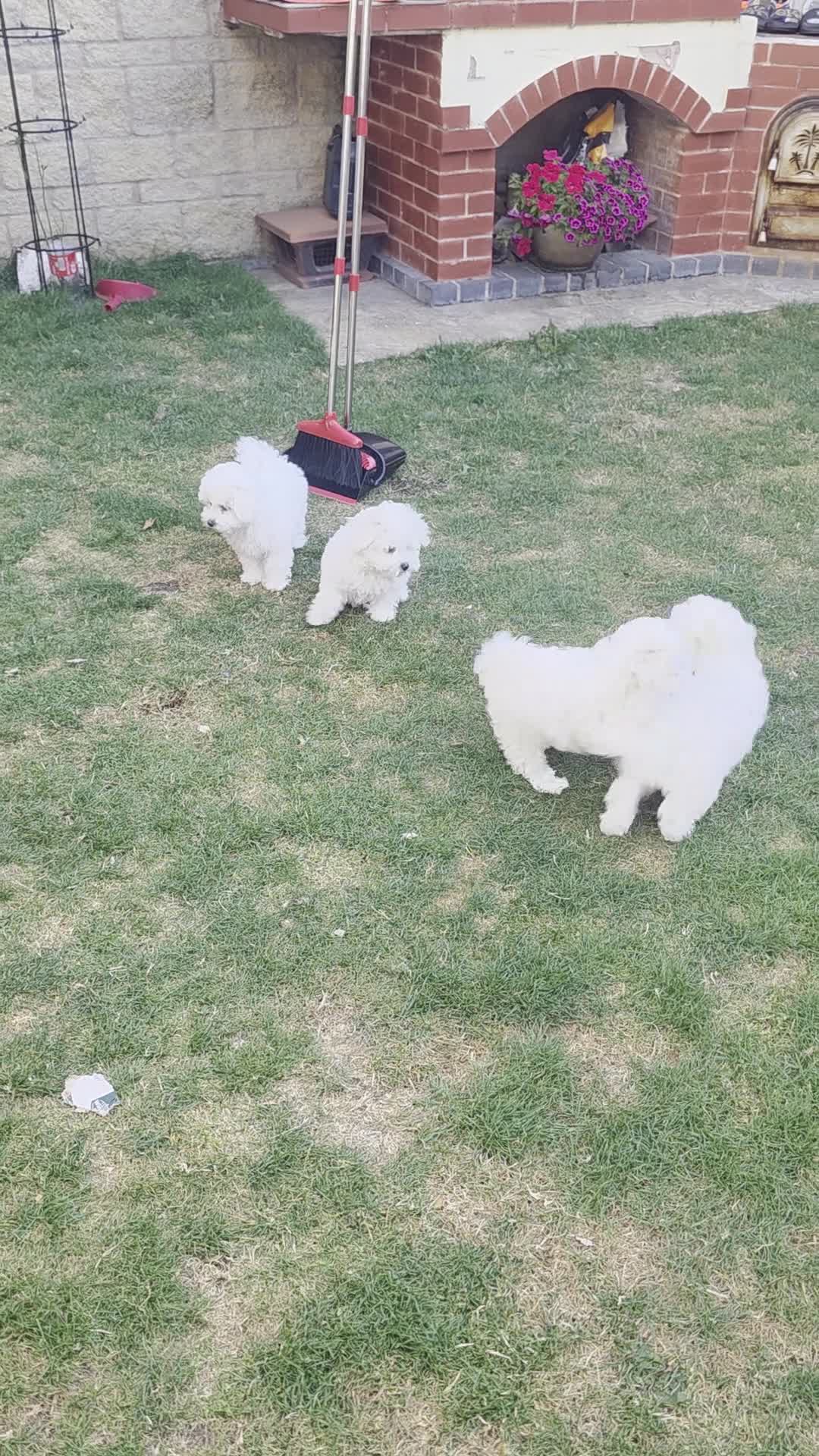 Bichon Frise dogs for sale: KC Bichon Frise ready to go - Video 1