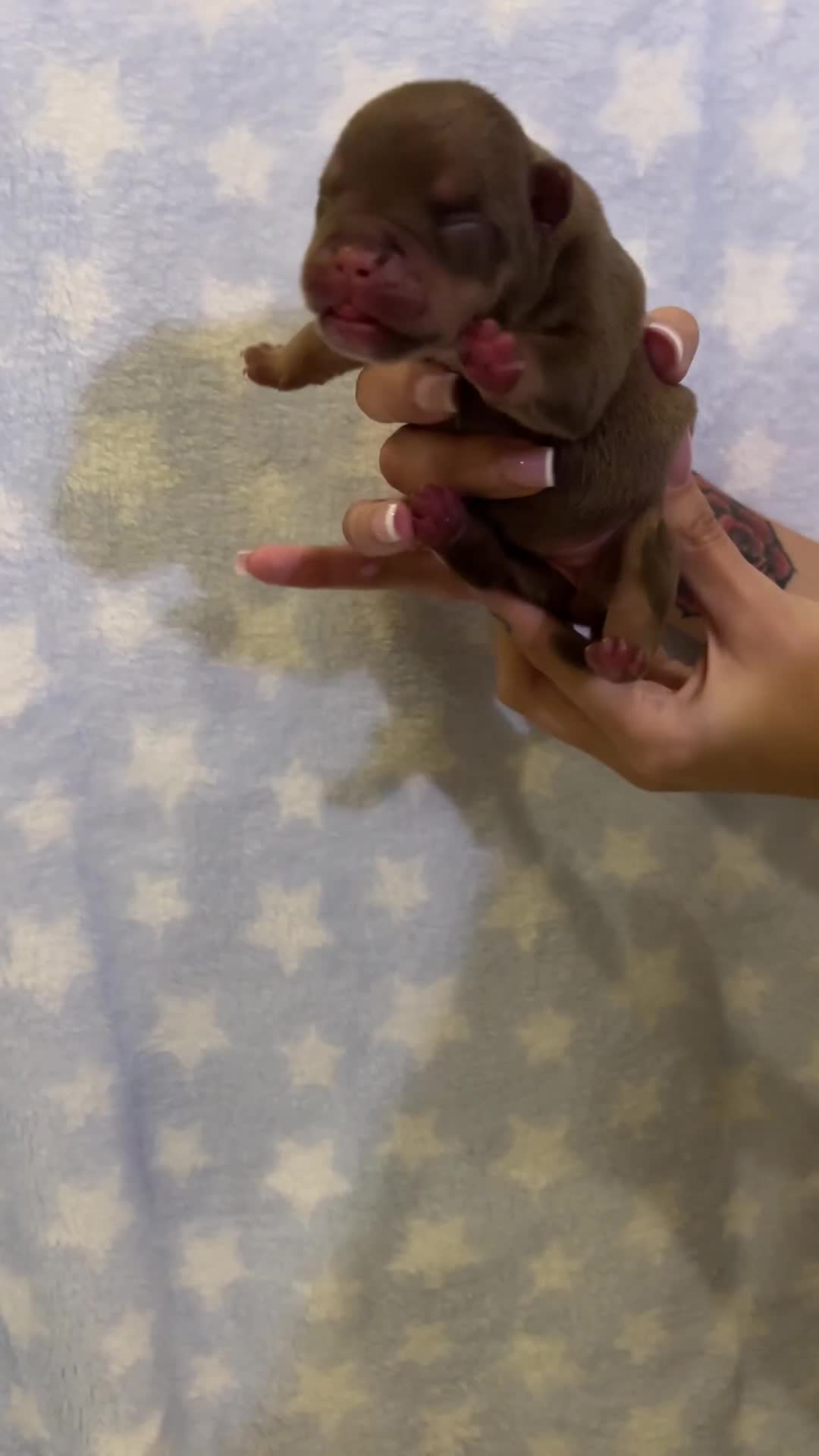 American Bully dogs for sale: Miniature micro bully puppies - Video 1