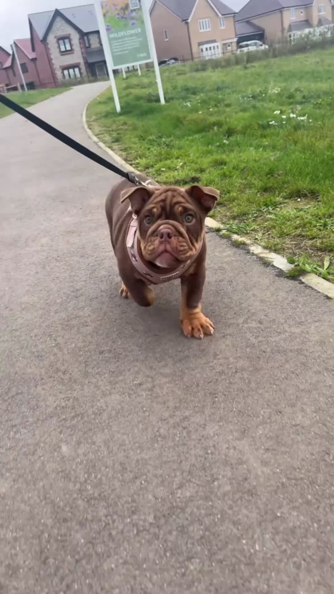 English Bulldog dogs for sale: Stunning chocolate boy - Video 1
