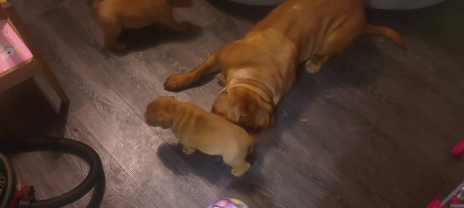 Dogue De Bordeaux dogs for sale: Dogue de Bordeaux pups - Video 1