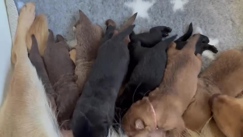 German Shepherd dogs for sale: Stunning German Shepherd X Puppies  - Video 2