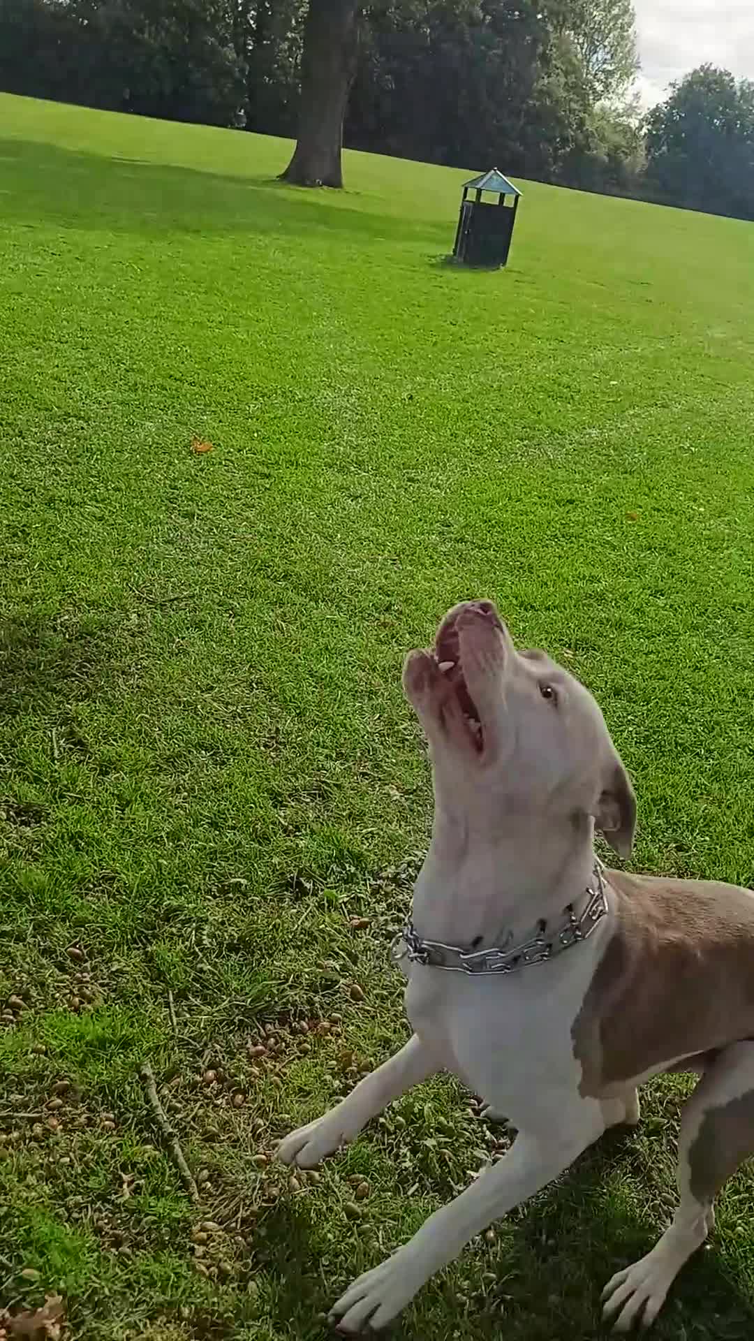 American Bulldog dogs for sale: Beautiful American Scott Bulldog for sale  - Video 4