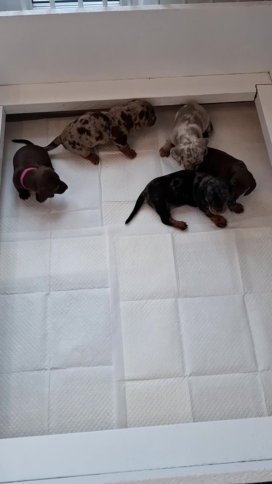 Miniature Dachshund dogs for sale: Female Dachshund Puppies - Video 1