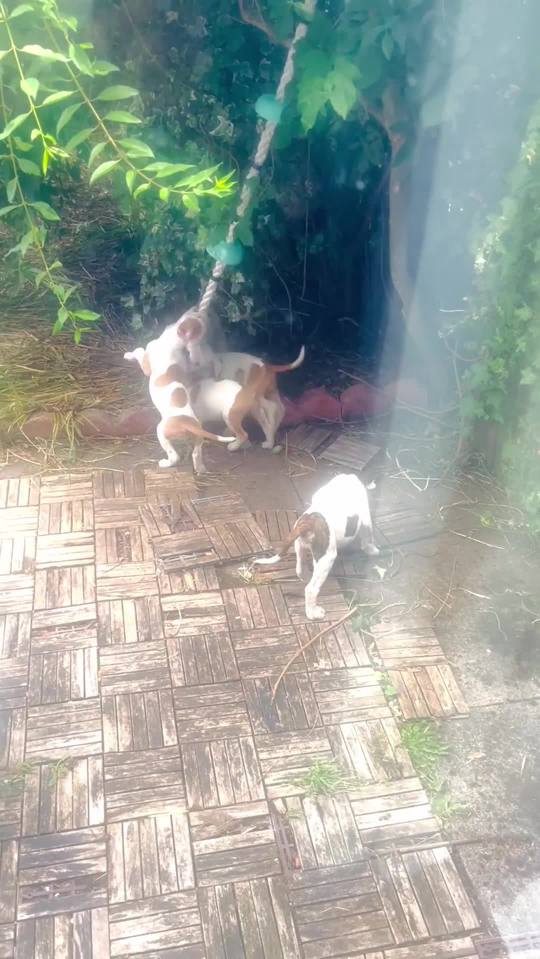American Bulldog dogs for sale: Johnsons American Bulldog Puppies for sale - Video 4