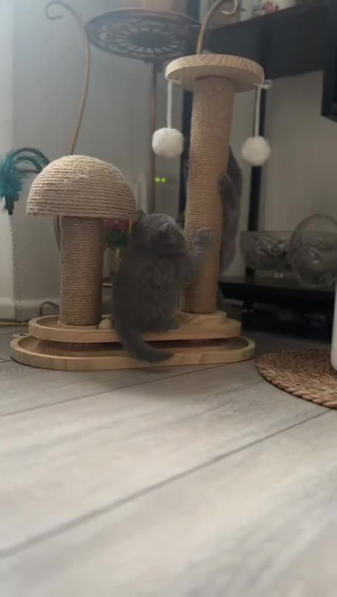 British Shorthair cats for sale: British shorthair kittens - Video 2