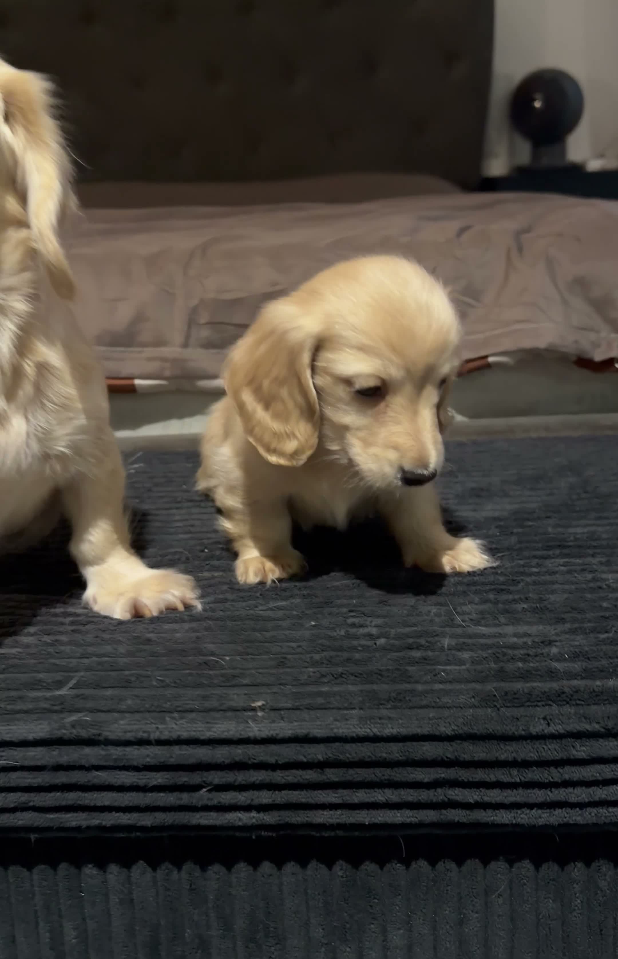 Miniature Dachshund dogs for sale: Beautiful Mini Cream Longhaired Dachshund🍦 in Feltham - Video 1