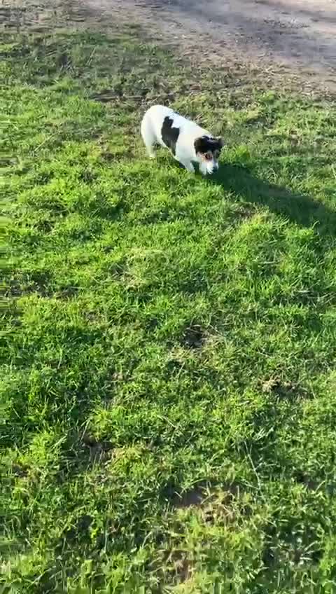 Jack Russell dogs for sale: 6 year old jack Russell girl - Video 1