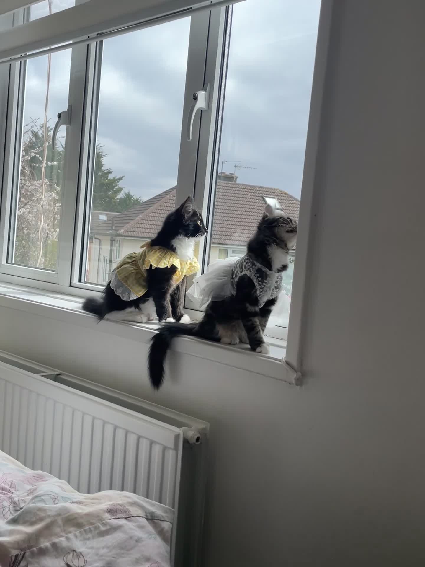 Mixed Breed cats for sale: Fluffy Bonded sisters ready for a loving home ❤️  - Video 3