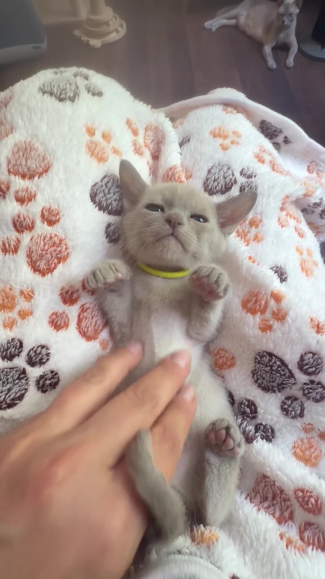 Burmese cats for sale: GCCF registered - Home Raised Burmese Kittens - Video 2