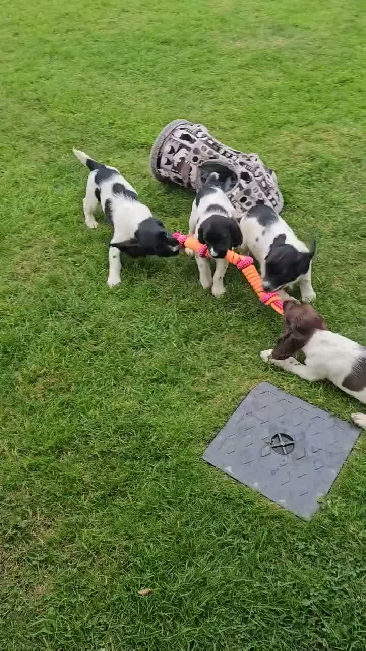 English Springer Spaniel dogs for sale: English Springer Spanel (KC Reg, Vet tail dock)  - Video 1