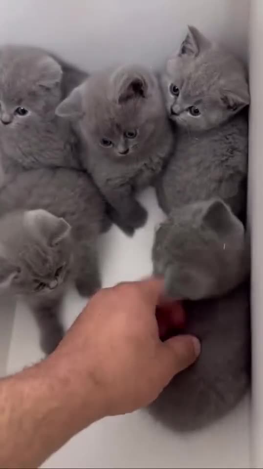 British Shorthair cats for sale: Baby British short hair  - Video 1
