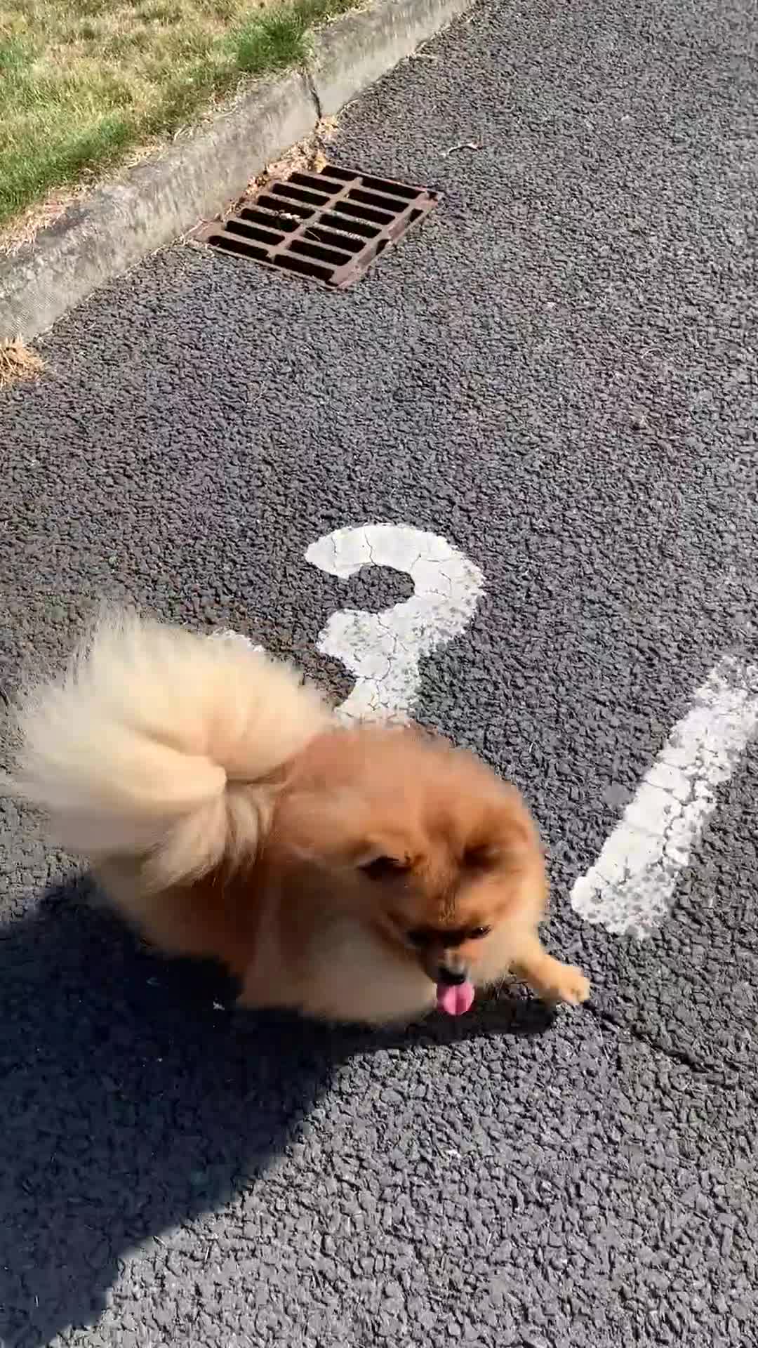 Pomeranian dogs for sale: Pomeranian boy in Belfast - Video 1