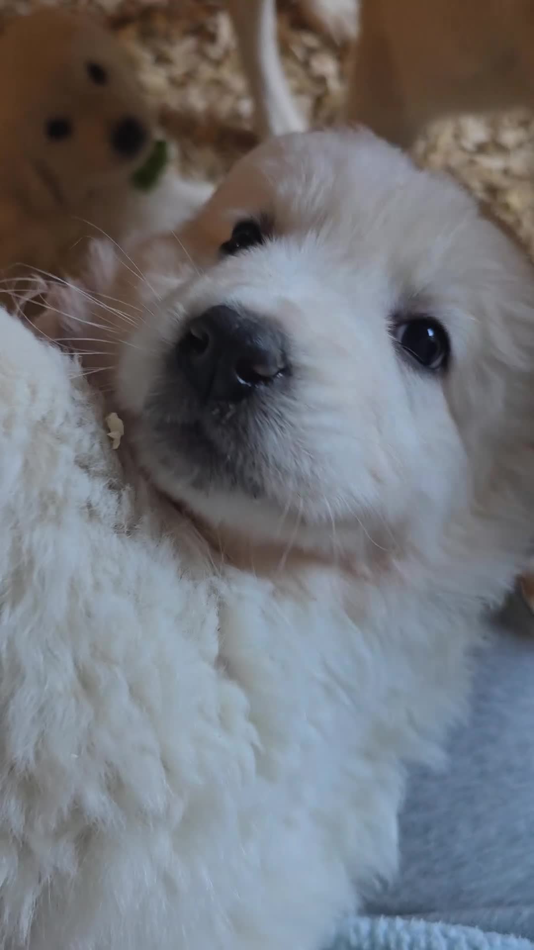 Pyrenean Mountain Dog dogs for sale: Polish tatra mountain sheepdog - Video 5