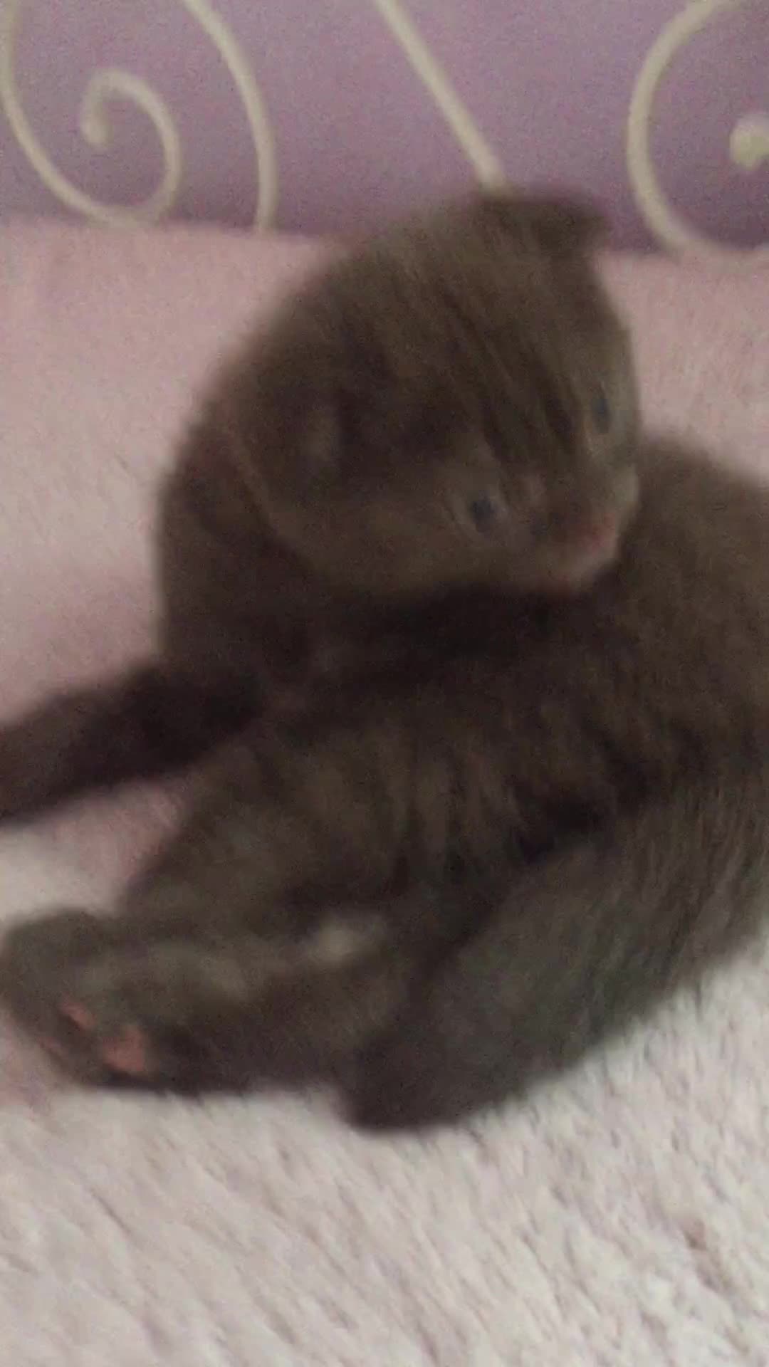 Scottish Fold cats for sale: Scottish fold kittens - Video 1