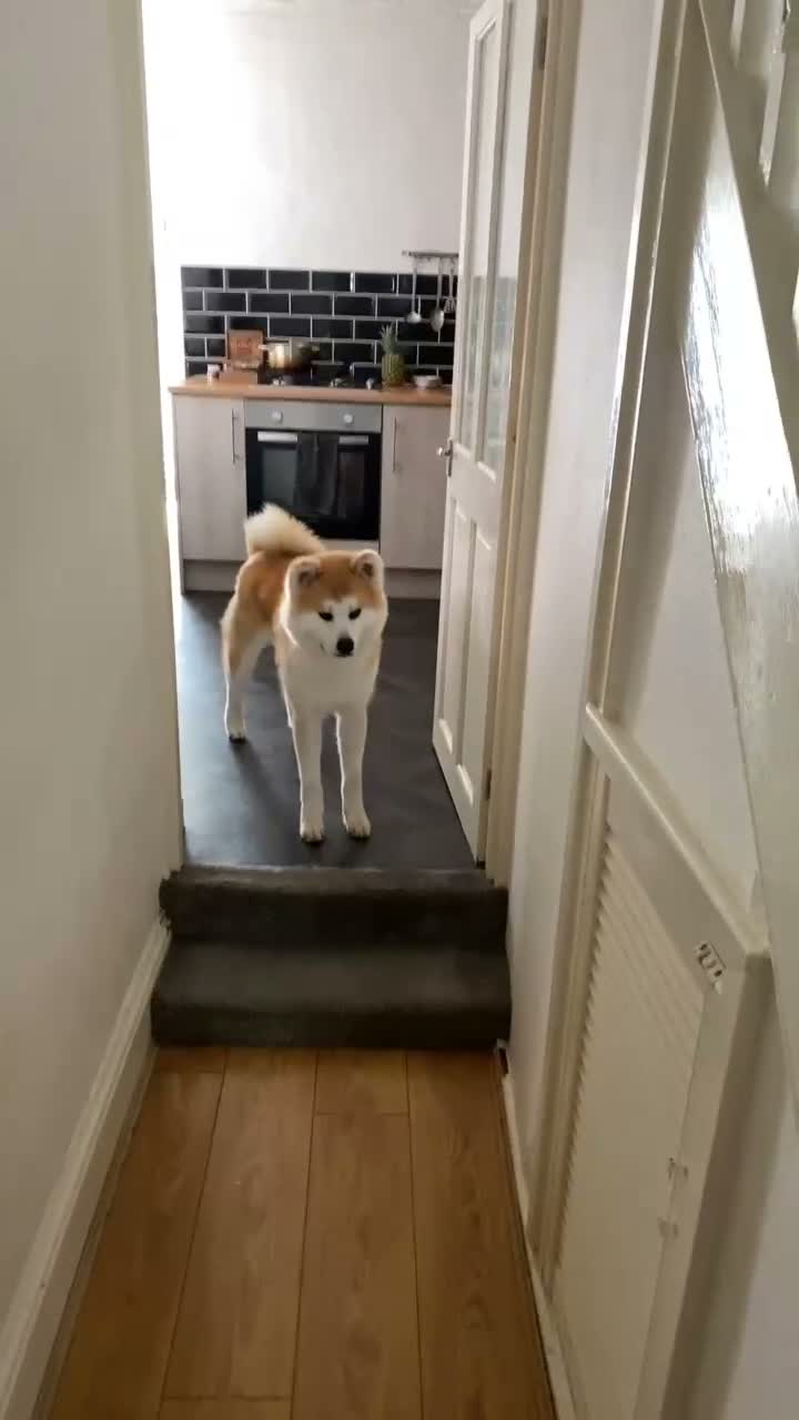 Akita dogs for stud: Akita inu  in Barry - Video 2