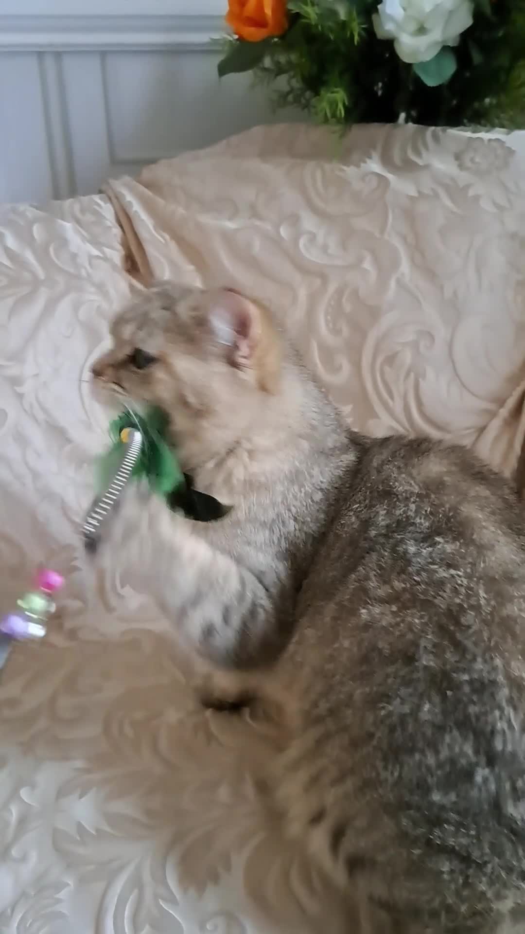 British Shorthair cats for sale: Stunning Black Golden BSH boy 💥 - Video 2