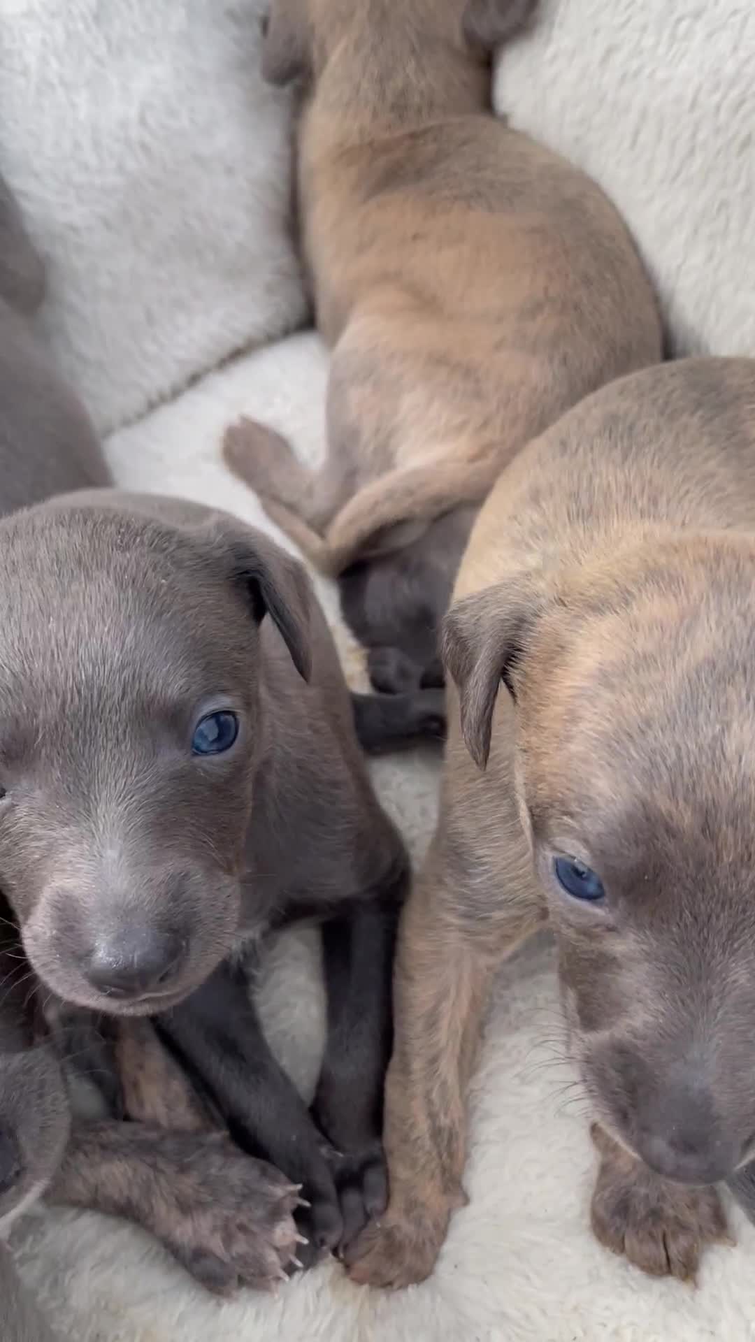 Whippet dogs for sale: Adorable home bred KC whippets - Video 1