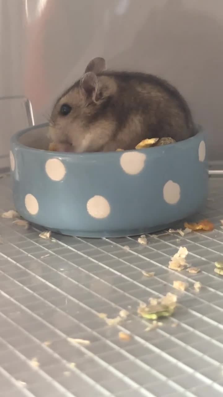 Hamster rodents for sale: Hamster & Full Setup for Sale – Meet Pumpkin 🐹🎃 - Video 1