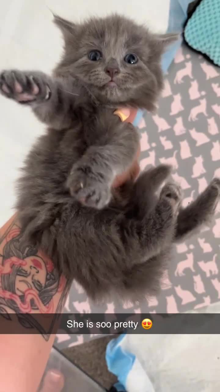 Mixed Breed cats for sale: Three gorgeous fluffy girls  in Southampton - Video 1