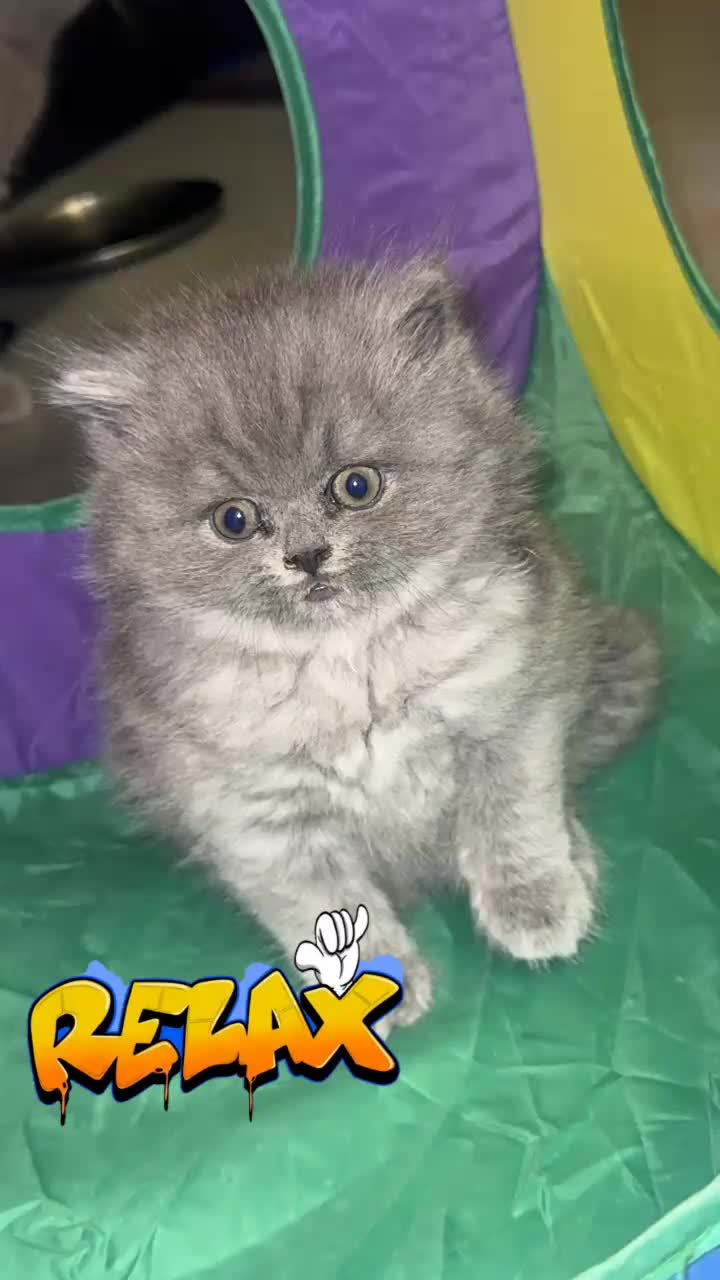 British Shorthair cats for sale: British shorthair kittens (1 FEMALE) - Video 3