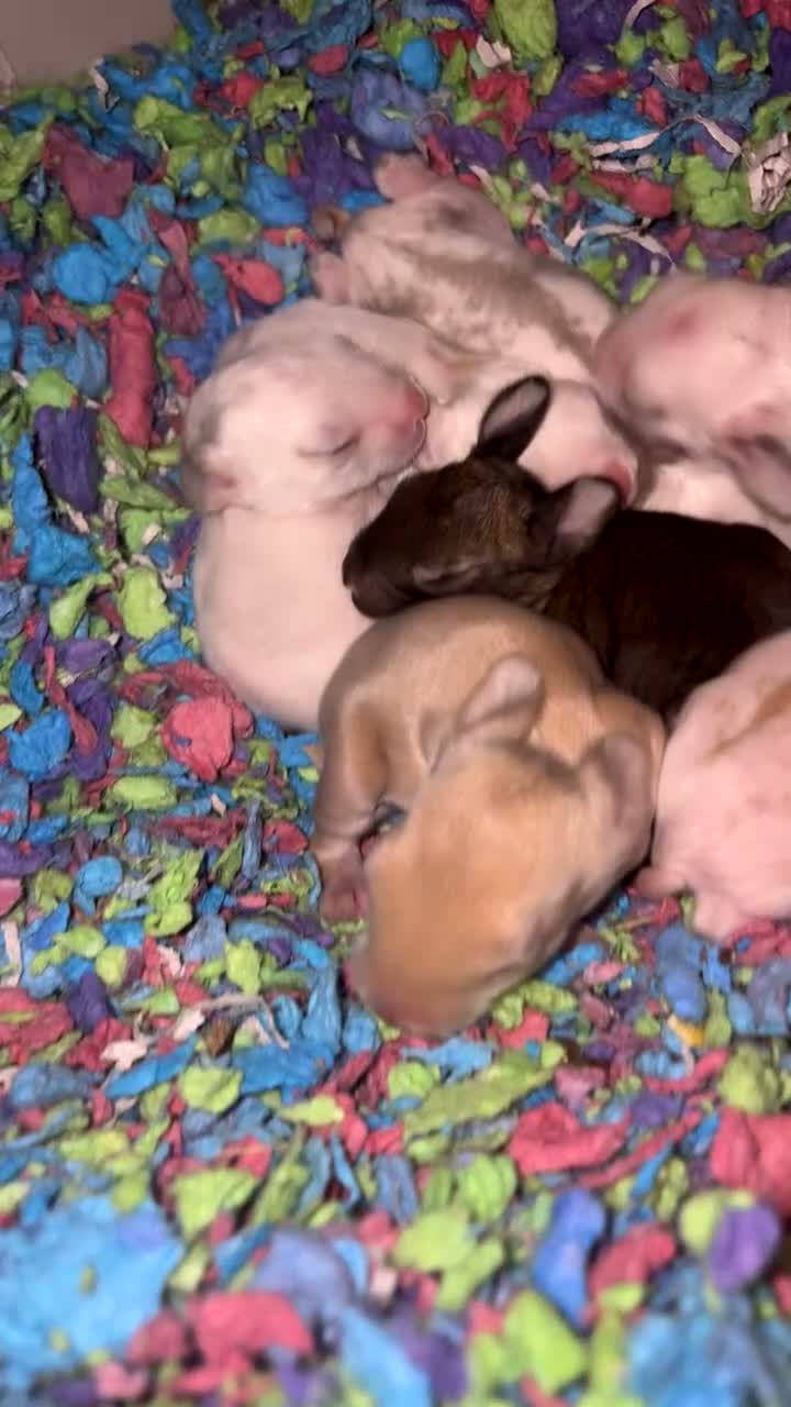 Mixed Breed rabbits for sale: Miss  in Wakefield - Video 1