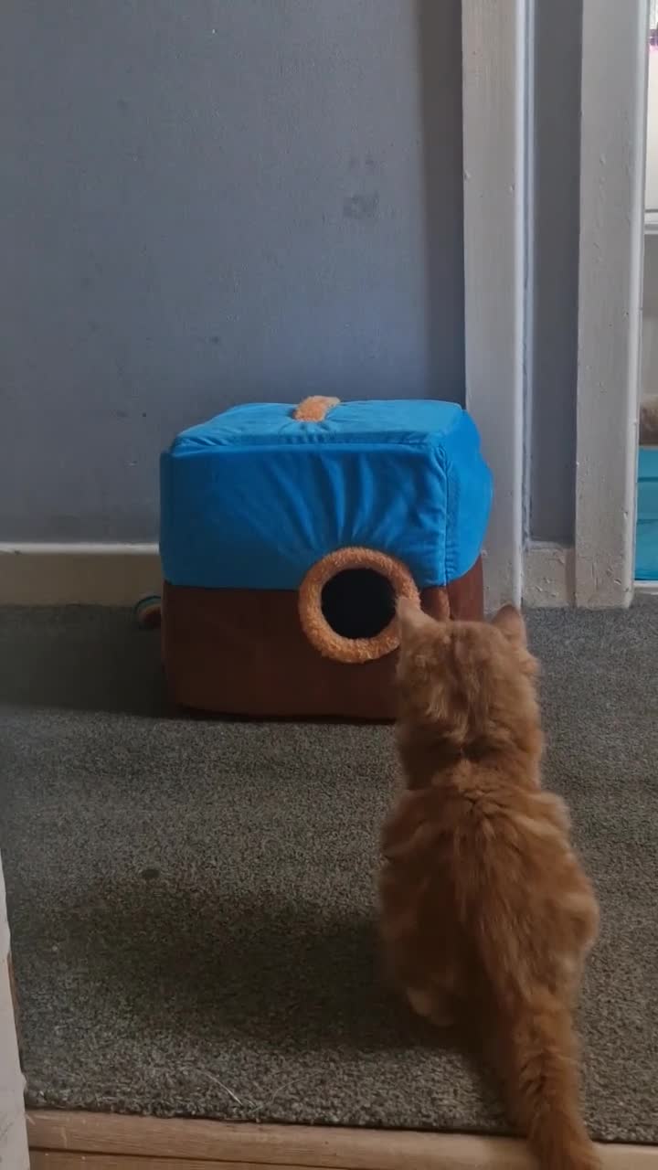 Mixed Breed cats for sale: Playful Cute ginger kittens ready for new homes - Video 1