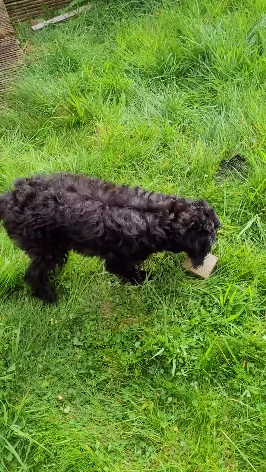 Labradoodle dogs for sale: Labradoodle puppies only girls available  - Video 2