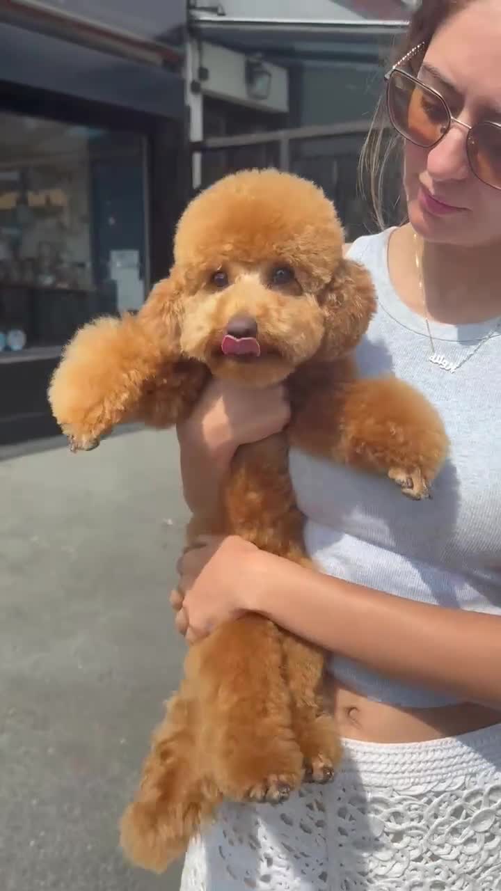 Toy Poodle dogs for sale: Beautiful 10 month Toy Poodle looking for new Home - Video 3