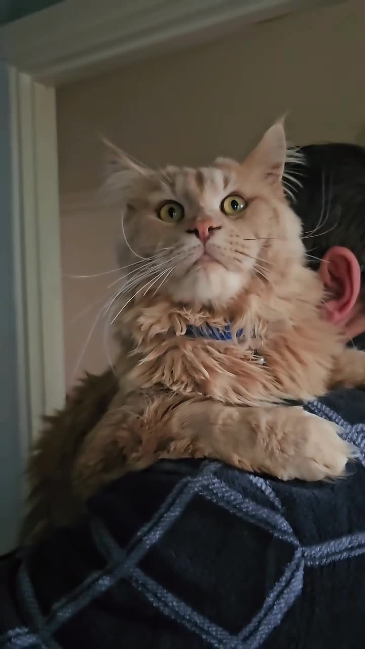 Maine Coon cats for sale: Maine Coon × Siberian - Video 1