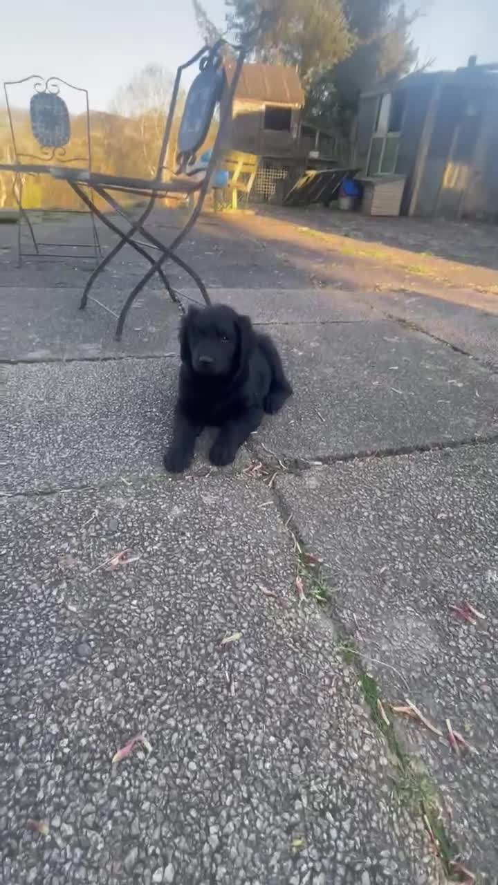 Goldendoodle dogs for sale: Stunning Goldendoodle Puppies - Video 2