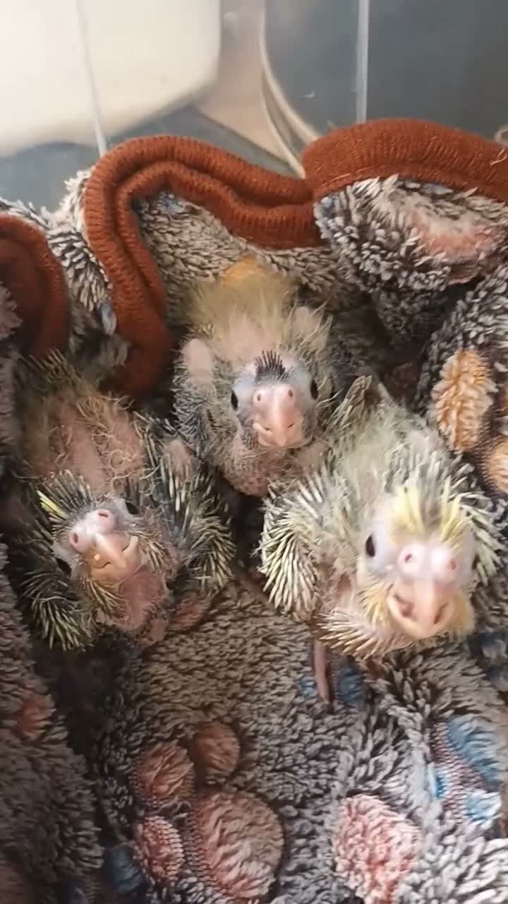 Cockatiels birds for sale: Beautiful hand reared Cockatiels chicks  - Video 1